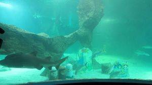 Zoo Aquarium de Madrid y Ecovidrio fomentan el reciclaje con un Belén entre tiburones