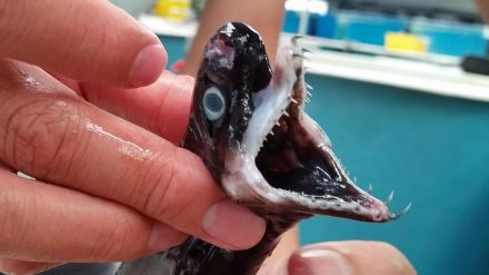 Curiosidades de la naturaleza: tiburones especiales