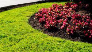 Cerca de 25.000 flores pondrán color a las calles de Pozuelo este verano