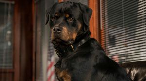 Superagente canino