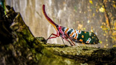 El gobierno de las cigarras