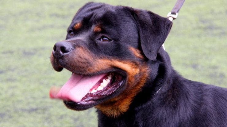 Fallece el anciano atacado por tres rottweiler en Madrid
