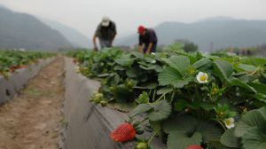 España mantuvo a trabajadores migrantes 