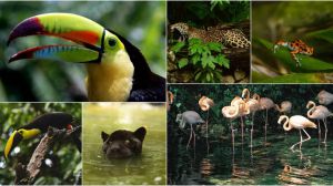 Cuatro de los animales más excéntricos del mundo se reúnen en Centroamérica