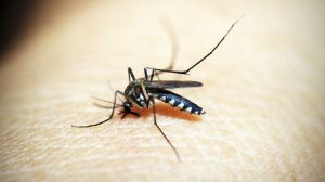 Algunos consejos para evitar las picaduras de mosquito