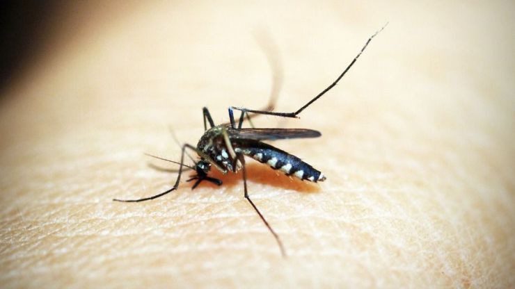 Algunos consejos para evitar las picaduras de mosquito