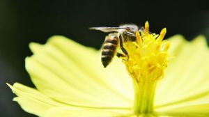 Descubren que el veneno de las abejas puede destruir células agresivas del cáncer de mama
