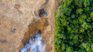 Más de 100 ONG lanzan una campaña para evitar la deforestación importada en la UE