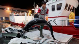WWF exige al Gobierno que aclare las capturas españolas del amenazado tiburón marrajo
