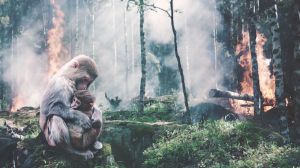 Cumbre sobre Biodiversidad: Ningún gobierno ha cumplido con los objetivos acordados en 2010