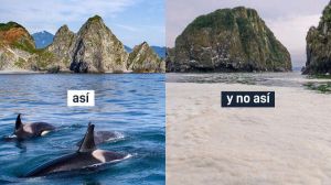 Un vertido desconocido deja centenares de animales muertos y una extraña espuma amarillenta