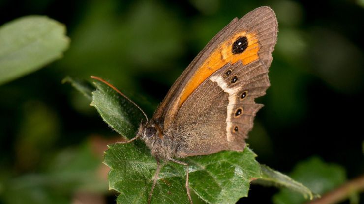 'Sin insectos no hay vida': La importancia ecológica de los insectos a examen