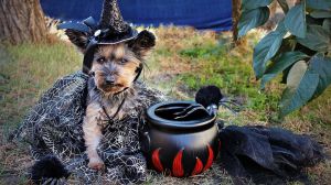 Halloween y su desconocido origen irlandés