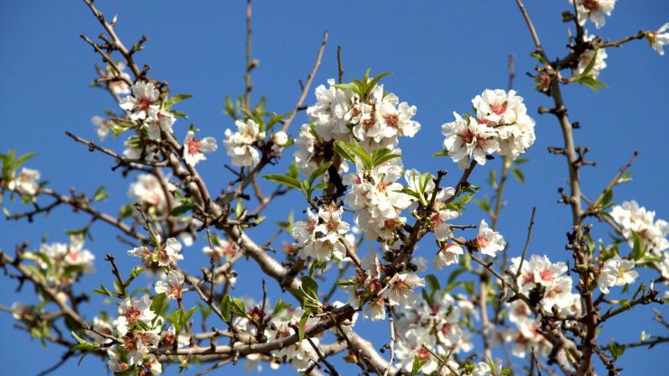 Mallorca vive en invierno una de sus épocas de mayor esplendor