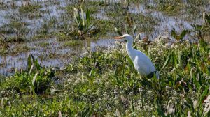Día Mundial de los Humedales: 50 años del Convenio de Ramsar