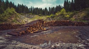 ¿Qué tiene que ver la deforestación de la Amazonia con la proliferación de bacterias resistentes a los antibióticos?