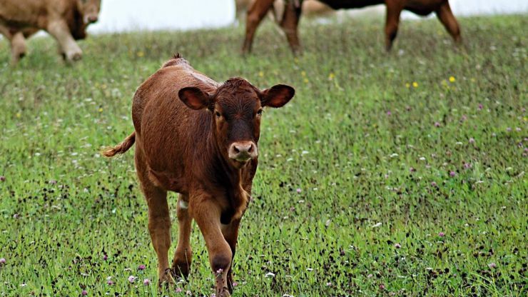 Castilla y León ya está libre de brucelosis bovina y avanza muy positivamente en otras áreas de sanidad animal