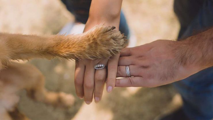 'Al pan pan y a los animales sensibilidad'