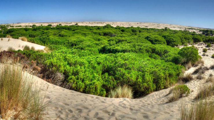 España tendrá que cumplir 15 recomendaciones de la Unesco ante el mal estado de Doñana