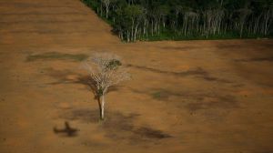 Sobre la deforestación inducida por la importación de soja para la ganadería industrial