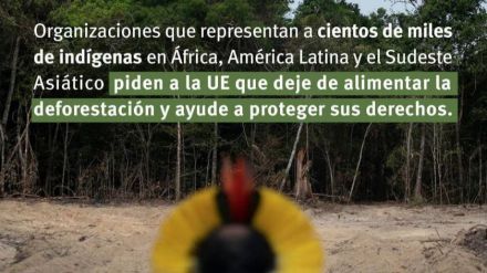 Sobre la deforestación: 'Hay que proteger los derechos a la tierra y al territorio'