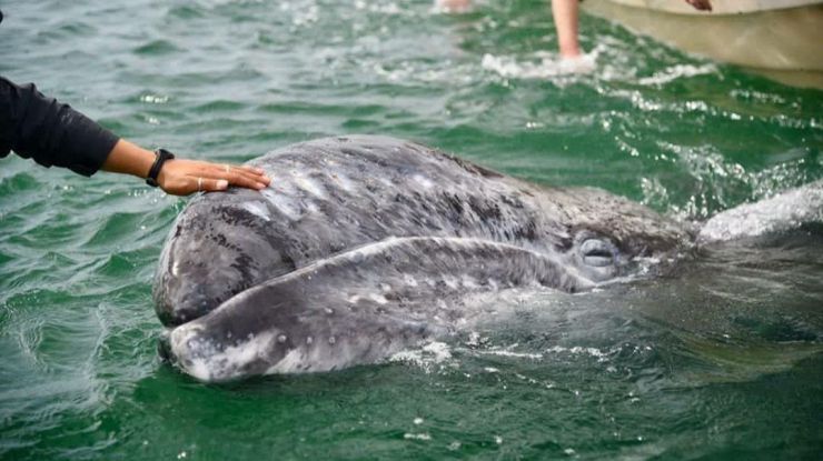 Un destino donde abrazar ballenas grises en libertad