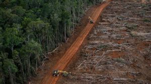 Organizaciones ecologistas critican las contradicciones del Gobierno sobre la deforestación