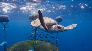 Sigue sin haber acuerdo para un Tratado Global de los Océanos