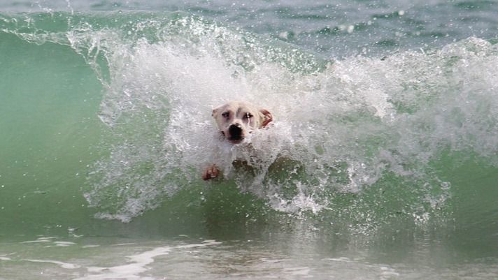 Un hombre fallece al rescatar a su perro en una playa