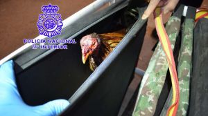 Operación 'Gladiador': Peleas de gallos con menores como testigos jaleando a los animales hasta la muerte