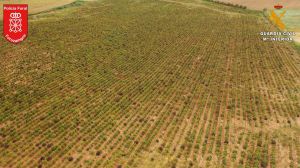 Desmantelado el mayor cultivo de marihuana de Europa en Navarra