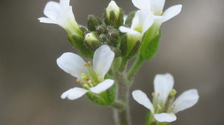 Las plantas transmiten una 'memoria ambiental' a las semillas