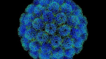 Ciencia: La proteína p53 reprime la replicación del virus del papiloma