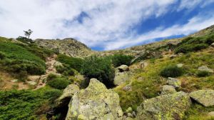 En directo: Seguimiento a una pareja de águilas calzadas en la Sierra de Guadarrama