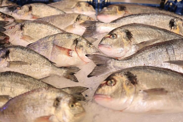 El Ministerio de Agricultura establece una veda de pesca de 60 días para proteger al besugo