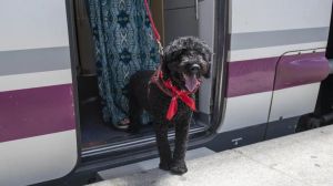 Las mascotas ya son bienvenidas en los trenes de Avlo de Renfe