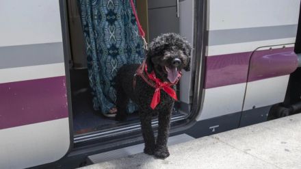 Las mascotas ya son bienvenidas en los trenes de Avlo de Renfe