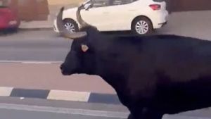 Fallece la anciana embestida por una vaquilla que se escapó durante un festejo
