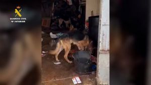 La Guardia Civil ha realizado 919 actuaciones penales por delitos contra los animales sólo en 2023