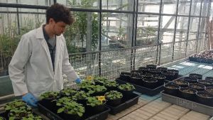 Científicos españoles crean nanopartículas contra el SARS-CoV-2 usando plantas