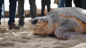 Liberada en Valencia la 777ª tortuga recuperada en L'Oceanogràfic desde 2007