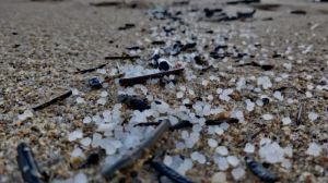 Vertido de pellets: Las organizaciones ecologistas piden más coordinación y transparencia