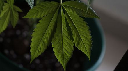 Solo con receta: Sanidad inicia el trámite para regular el cannabis medicinal