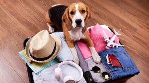 Semana Santa: Un 44,9% de los españoles enfrenta dificultades al buscar alojamientos pet-friendly