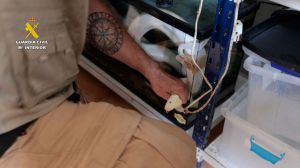 Dos cocodrilos del Nilo, una tortuga de espolones africana y una pitón de Birmania rescatados en Alicante