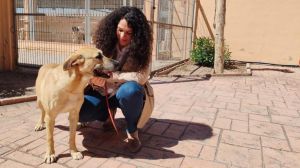 El número de animales en la protectora municipal de Alicante casi se duplica en el último año