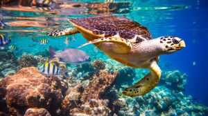 Los Cabos se presenta como un tesoro natural que invita a disfrutar de un turismo más sostenible