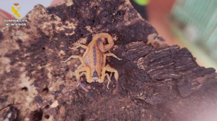 Los vendía por redes sociales: Incautados 32 animales potencialmente peligrosos en una vivienda