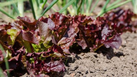 La agroecología: una alternativa viable para promover el bienestar comunitario y proteger el medio ambiente