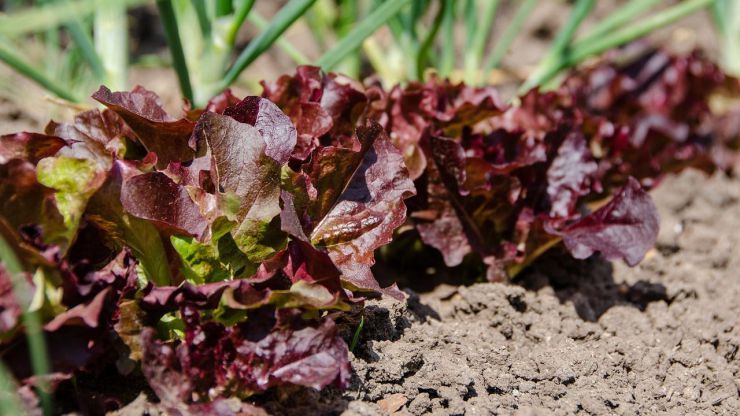 La agroecología: una alternativa viable para promover el bienestar comunitario y proteger el medio ambiente